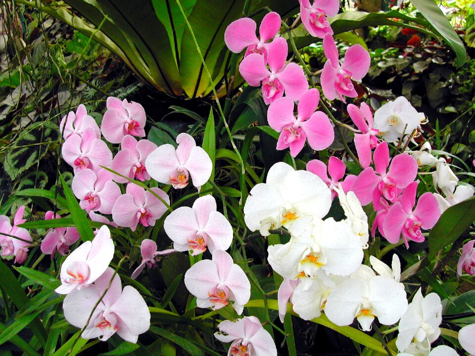 Orchid exotic flower pink