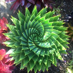 Nature spirals
