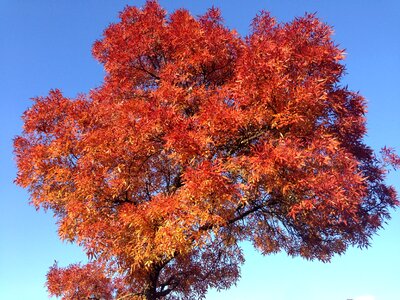 Contrast blue autumn