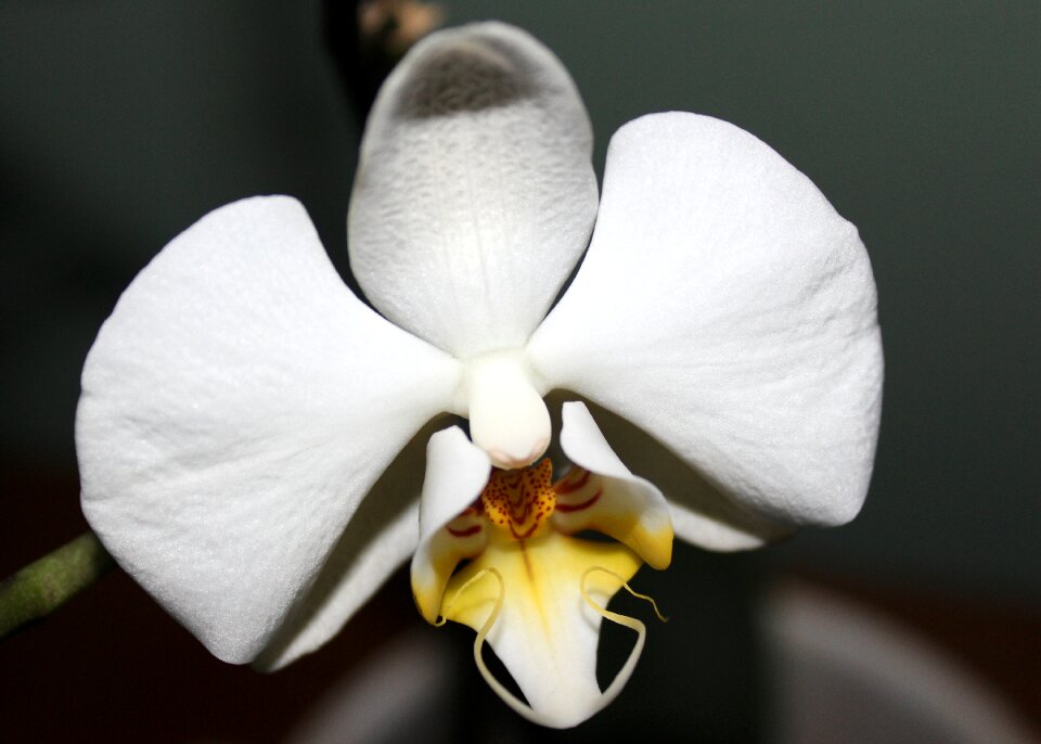 Blossom bloom white