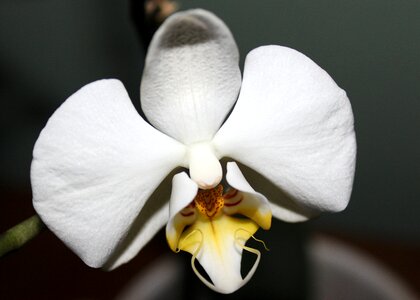 Blossom bloom white