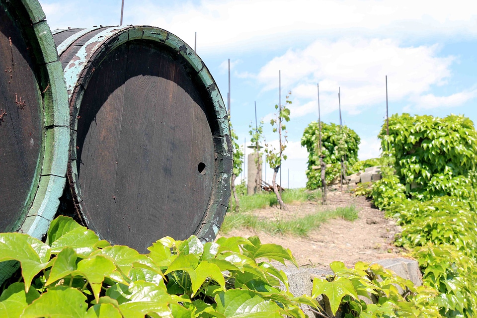 Vineyard sky vine