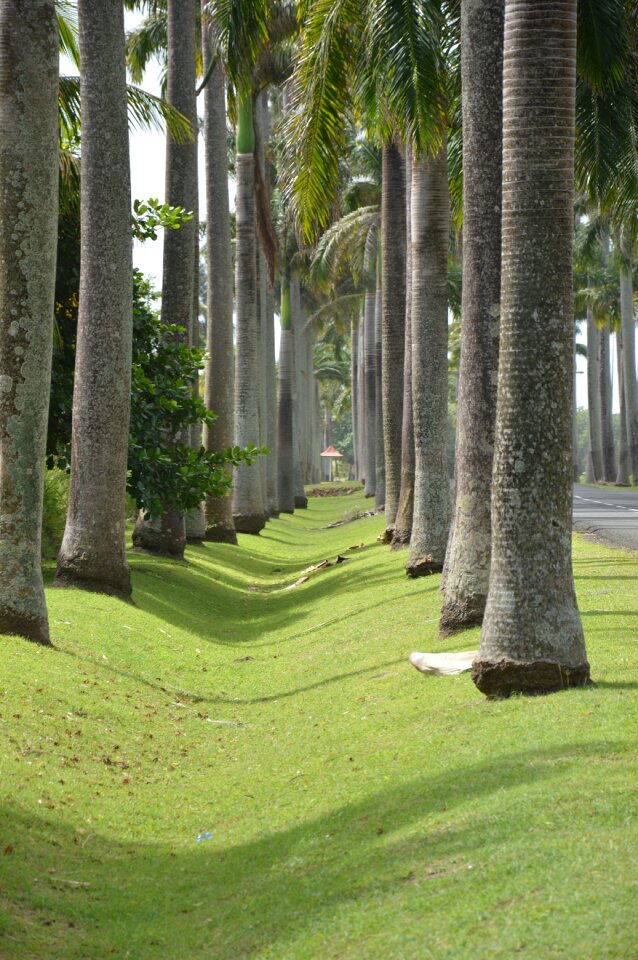 Palm holiday paradise