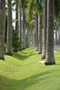 Palm holiday paradise