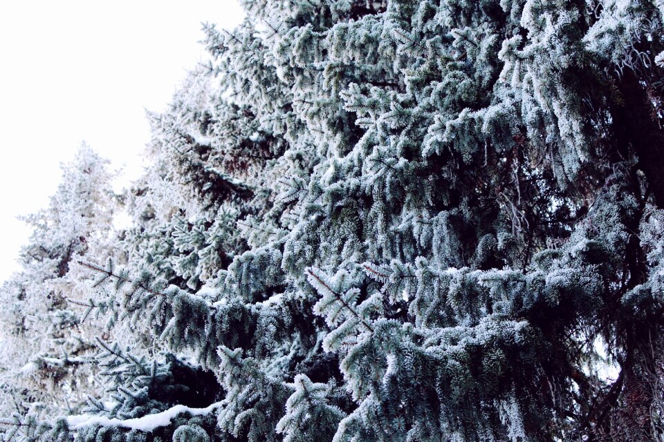 Snow snowy winter magic