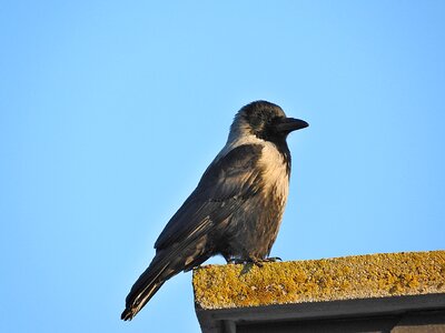 Crow bird raven bird photo