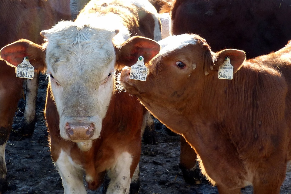 Simmental cattle cattle agriculture