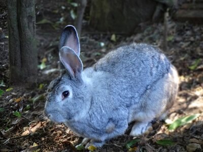 Gray ears fur