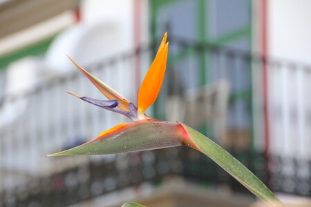 Strelitzias bird of paradise flower exotic