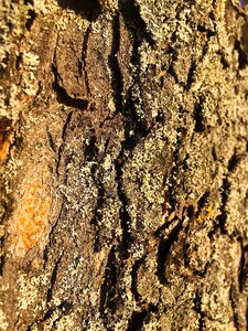 Nature tribe tree bark photo