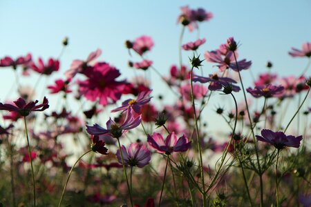 S flowers pink