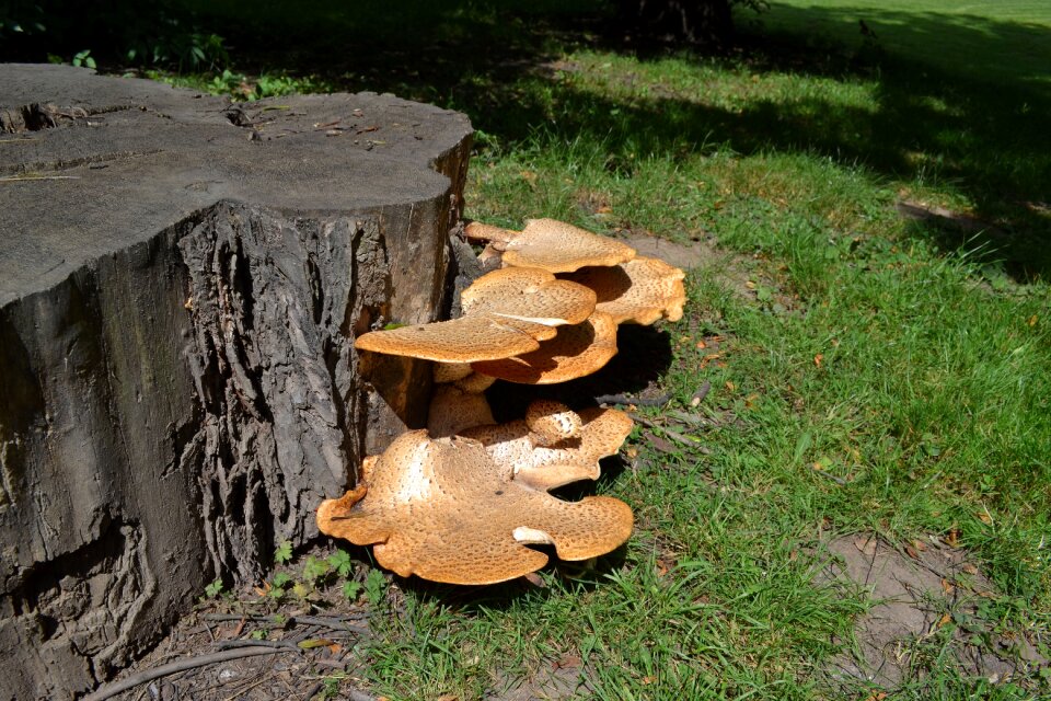 Forest mushrooms hub