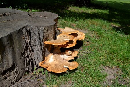 Forest mushrooms hub