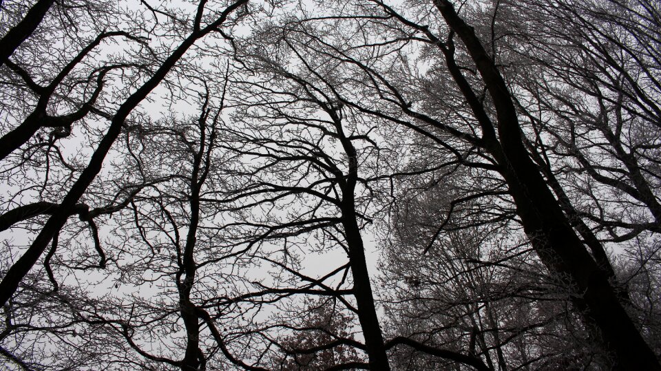 Bemoost weird trees