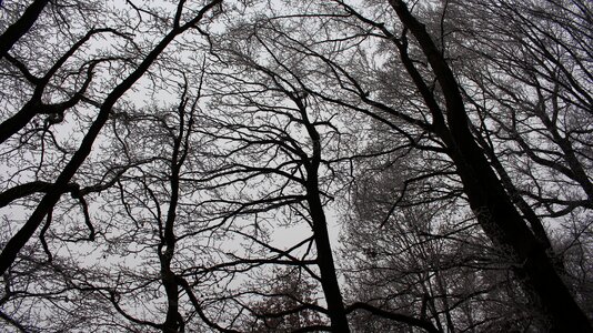 Bemoost weird trees