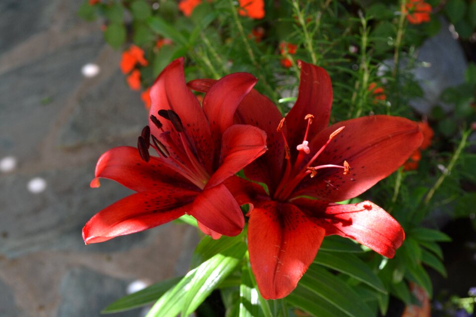 Flowers crock plant