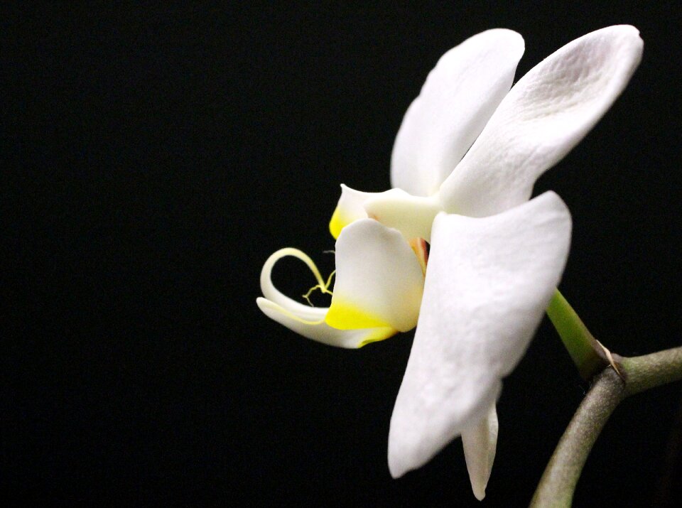 Blossom bloom white