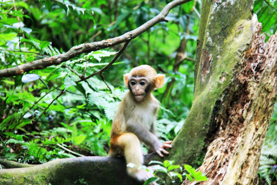 Zhangjiajie monkey trees