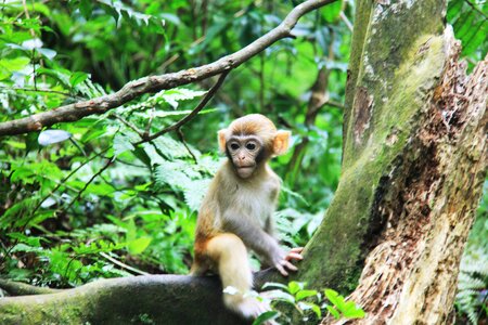 Zhangjiajie monkey trees