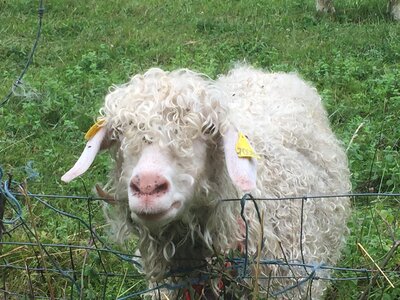 Sheep meadow france
