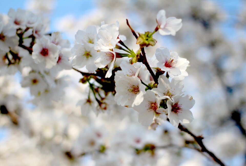 Cherry blossom sakura flowers
