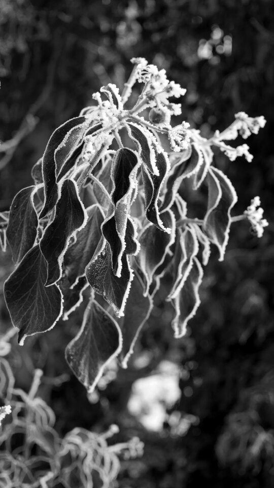Frost tagged climber plant