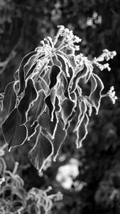 Frost tagged climber plant