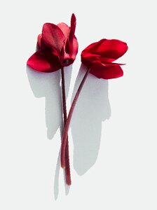 Cyclamen blade red