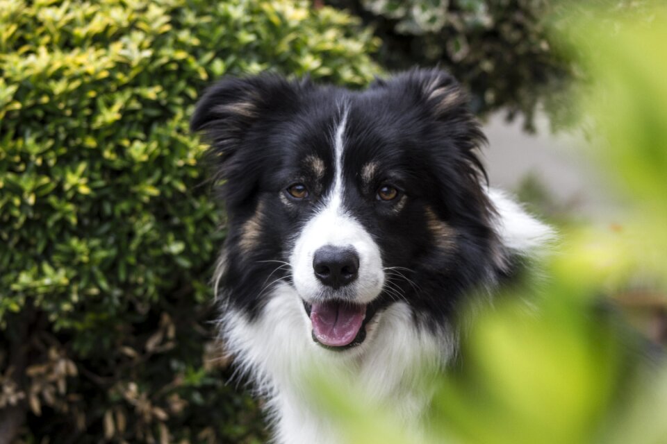 Border border collie nice