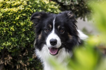 Border border collie nice