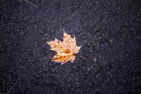 Rain autumn poster photo