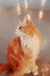 Animal pets cute animals