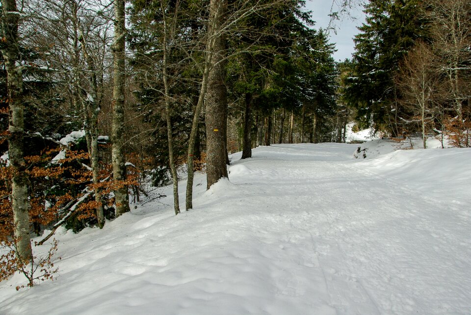 Snow winter landscape forest