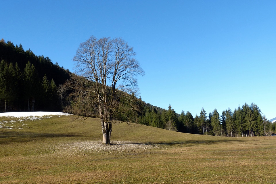 Tree schneerest spring