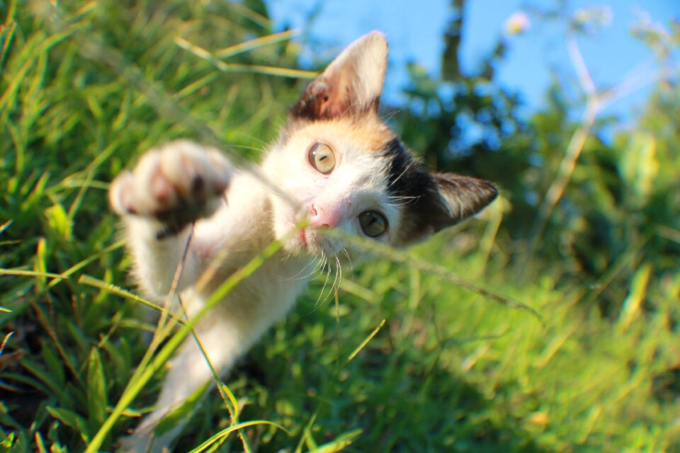 Feline cat face gata