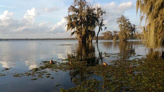Louisiana lake martin photo