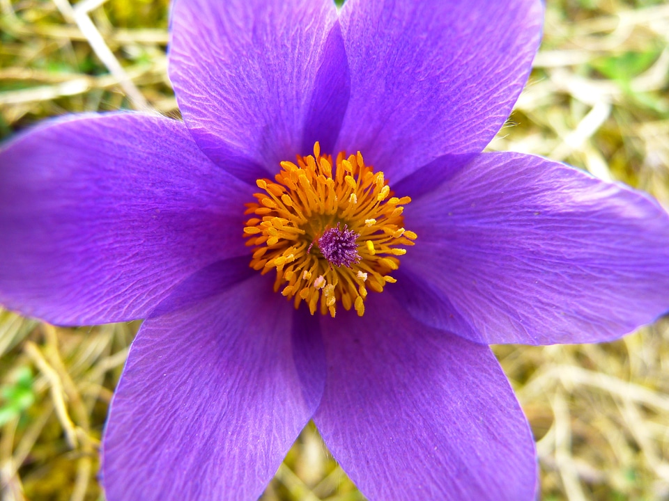 Flower purple blue