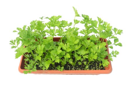 Celery green potted plants