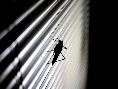 Black nature animal