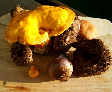 Mixed yellow brown mushrooms photo