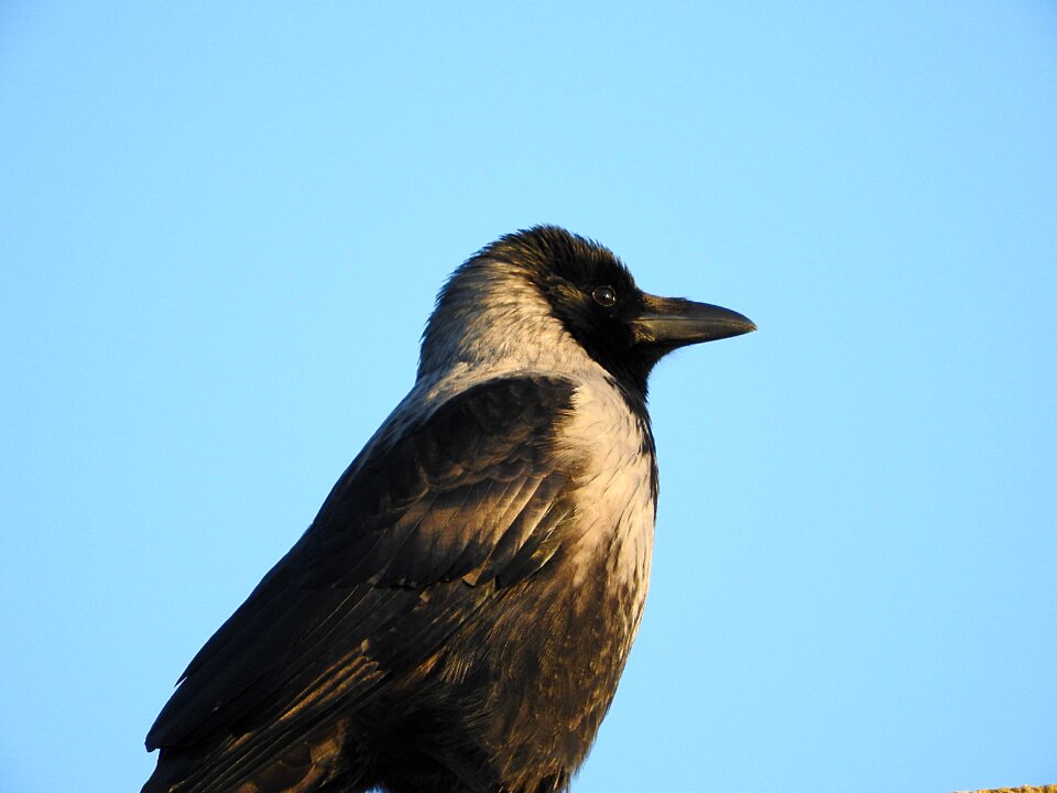 Crow bird raven bird
