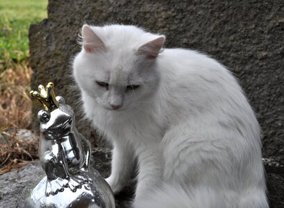 Domestic cat white cat frog prince