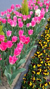 Tulip spring flowers photo