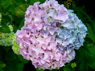 Hydrangea a bluish-purple flower summer flower garden photo