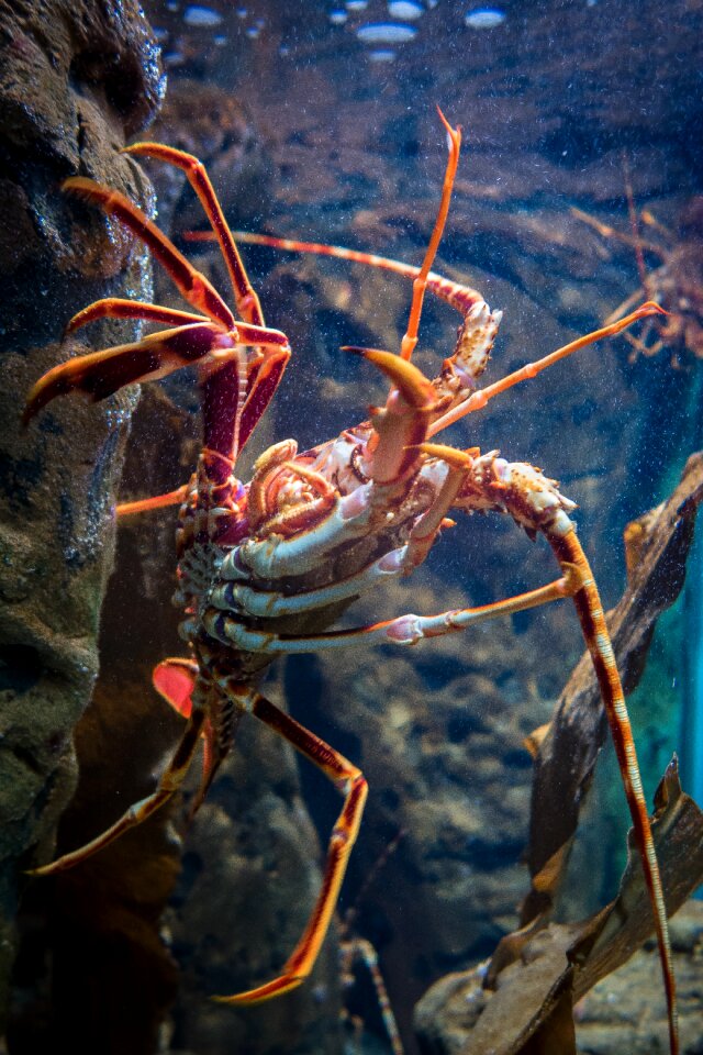 Crustacean underwater