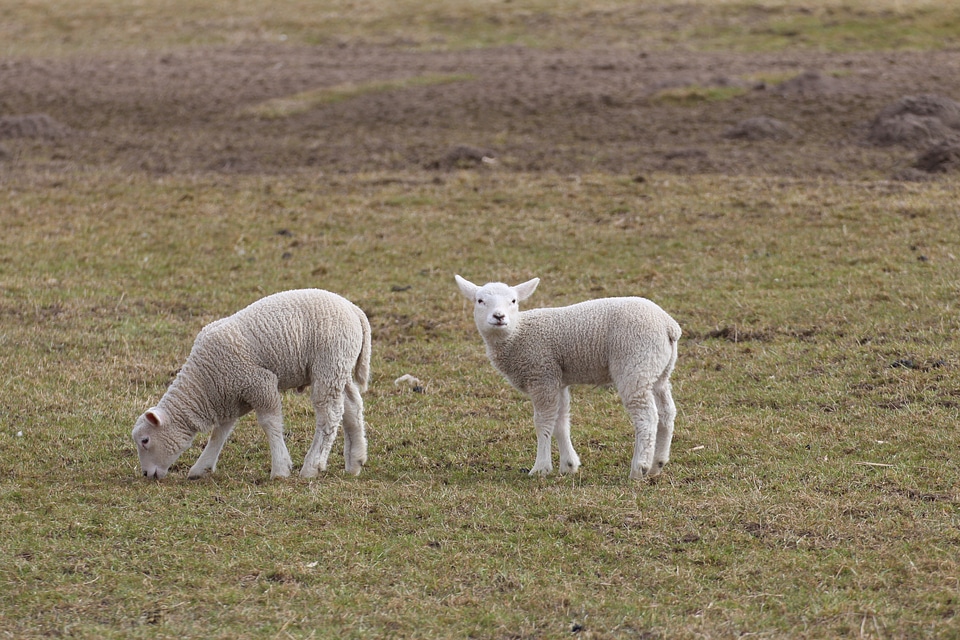 Sheep animal animal world