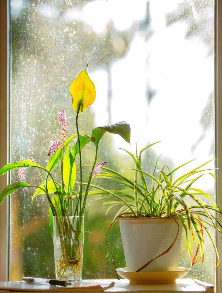 Orchid wok sun