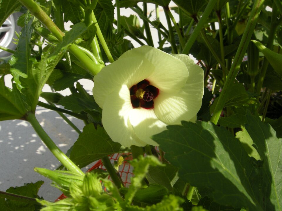 Bhendi nature blossom