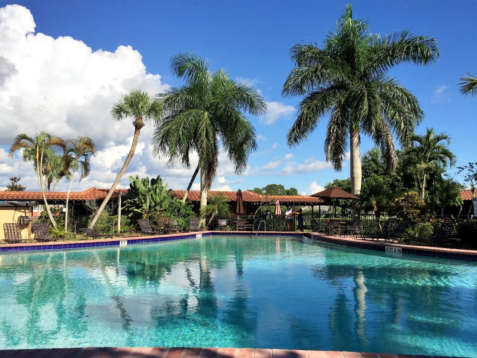 Holiday swimming pool palm trees