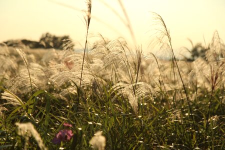 Autumn reed silver grass photo